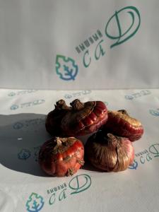 Гладиолус Адреналин (5 шт. луковиц в упаковке)
